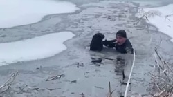 Пожарные Северной Осетии спасли трёх собак, которые провалились в полынью 