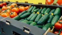 На Ставрополье реализовали больше половины урожая овощей открытого грунта
