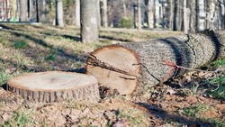 Бастрыкин потребовал доклад о ходе расследования вырубки деревьев в Ставрополе
