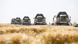 С ячменём почти закончили, дальше — пшеница: как проходит уборка озимых в Кочубеевском округе 