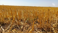 Почти вдвое возросло количество термических точек на Ставрополье 