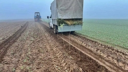 На Ставрополье в 2025 году восстановили 54 га лесов