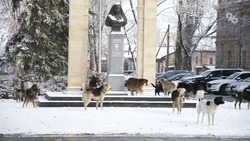 Политолог: Губернатор Ставрополья ищет способы защитить людей от нападений бродячих собак