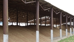 Урожай зерновых на Ставрополье увеличился на 28% по сравнению с 2024 годом