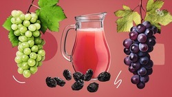 «К Лене нужен особый подход»: как проходит уборка винограда на Ставрополье