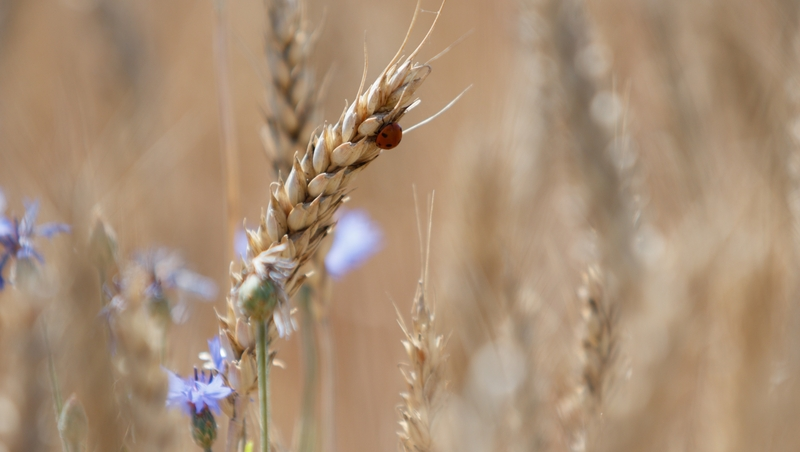 Ставрополье наращивает объёмы поставок зерна и мяса в Азербайджан