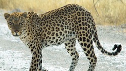 Глава Георгиевского округа пояснил, почему сбежавшего леопарда пришлось пристрелить