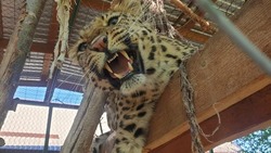 Местные власти заверили, что не знали о проживании леопарда в Георгиевском округе