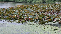 Лотосы зацвели на Бештау в Предгорном округе 