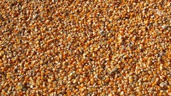 Два урожая кукурузы получили на Ставрополье в этом году