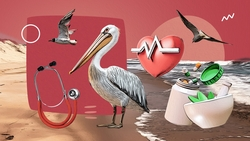 «Сумасшедшая любовь к птицам»: что известно о ставропольском центре, где выхаживают отмытых от мазута анапских птиц