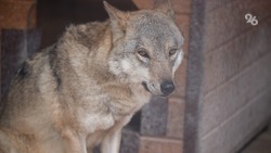 Информацию о волках-людоедах опровергли в Будённовском округе