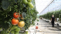Аграрии Ставрополья планируют собрать 117 тыс. тонн тепличных овощей в 2024 году