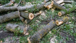Деревья на 7,3 млн рублей вырубили при прокладке линии электропередачи на КМВ