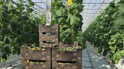 Более 700 тонн урожая собрали в тепличном комплексе Предгорного округа 