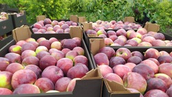 Садоводы Ставрополья рассчитывают собрать 57 тысяч тонн яблок в текущем году