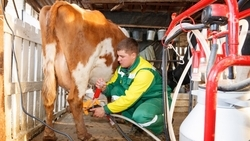 На 4,6% нарастили производство молока на Ставрополье
