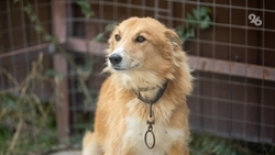 Свыше 270 собак отловили за год в Кисловодске