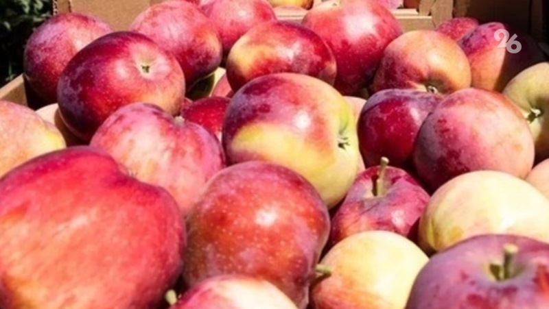 В День народного единства в Будённовске пройдёт фестиваль яблочного пирога 
