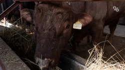 В Нефтекумском округе введён карантин из-за вспышки бруцеллёза