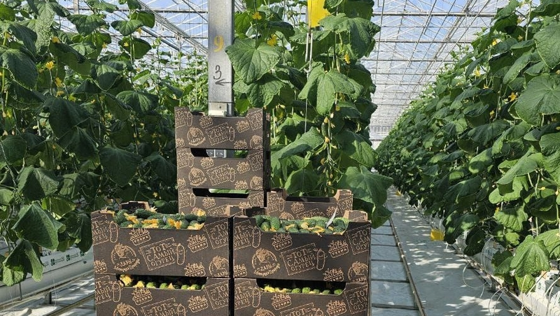 Более 700 тонн урожая собрали в тепличном комплексе Предгорного округа 