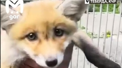 Впервые за девять лет в Тебердинском национальном парке родились лисята