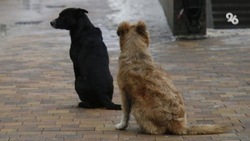 Полиция заинтересовалась информацией об отравлении собак в Ставрополе