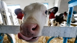 Россельхознадзор насторожила доставка сметаны за 16 минут между аулами в КЧР