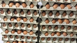 Более 300 яиц «перевезли» со Ставрополья в соседний регион за пять минут 