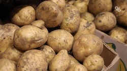 Более 40 тонн картофеля уже убрали на Ставрополье