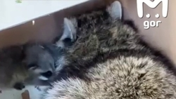 Семья енотов застряла в вентиляции в Ингушетии