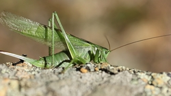 Специалисты обработают препаратами от саранчи 110 тыс. га полей на Ставрополье 