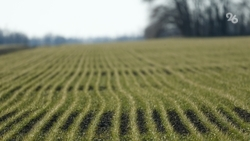 Посевы льна занимают 59 тыс. га полей на Ставрополье — глава минсельхоза края