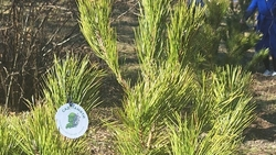 Сосны высадили в Бешпагире в память о жертвах теракта в «Крокусе» 