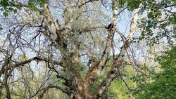 Столетний тополь на Ставрополье внесли в Национальный реестр старовозрастных деревьев страны