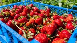 Благодаря грантовой поддержке фермер из Предгорного округа смог развить ягодный агробизнес 