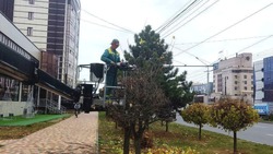 Более 400 деревьев подстригли в Ставрополе в преддверии зимы