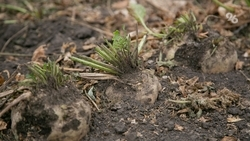 Отечественные гибриды свёклы выводят на Ставрополье