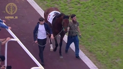 Лошадь из Чечни признали лучшим скакуном ОАЭ