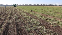 Главный корнеплод: на Ставрополье за лето собрали более 53 тыс. тонн раннего картофеля