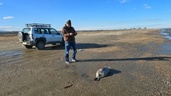 Выход со дна Каспийского моря газов мог статья причиной гибели птиц и тюленей