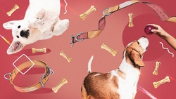 «Держать на поводке»: как на Ставрополье выгулять собаку и не нарушить закон