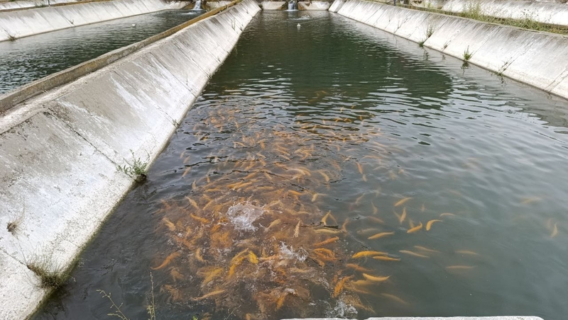 Свыше 40 тонн форели вырастили в хозяйстве Предгорного округа