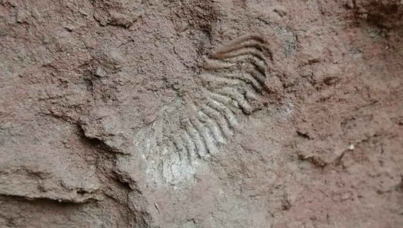 Туристы нашли древнеокеанские окаменелости в Кисловодске