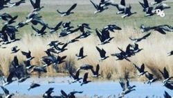 Очередной случай массовой гибели птиц выявили на Ставрополье