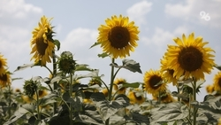 Сельхозугодья Ставрополья попали в зону риска почвенной засухи