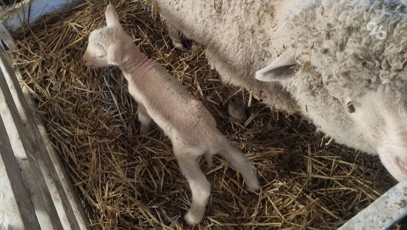 В Ставропольском крае стартовала окотная кампания