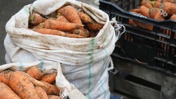 На Ставрополье уже собрали 840 тонн моркови
