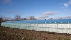 Теплицы для круглогодичного выращивания огурцов строят в Предгорном округе 