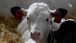 В льготное кредитование молочного скотоводства на Ставрополье вложили 3 млрд рублей